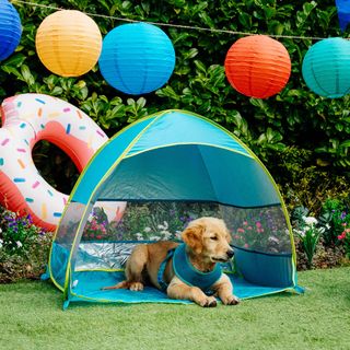 dog seating under sun shelter in garden