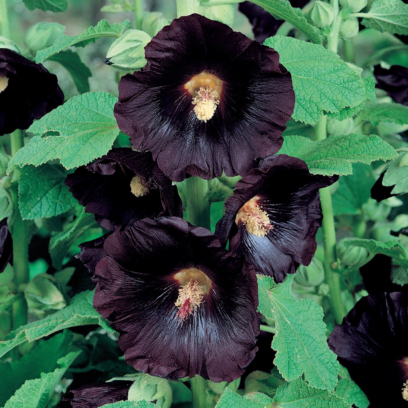 Alcea Rosea 'nigra'