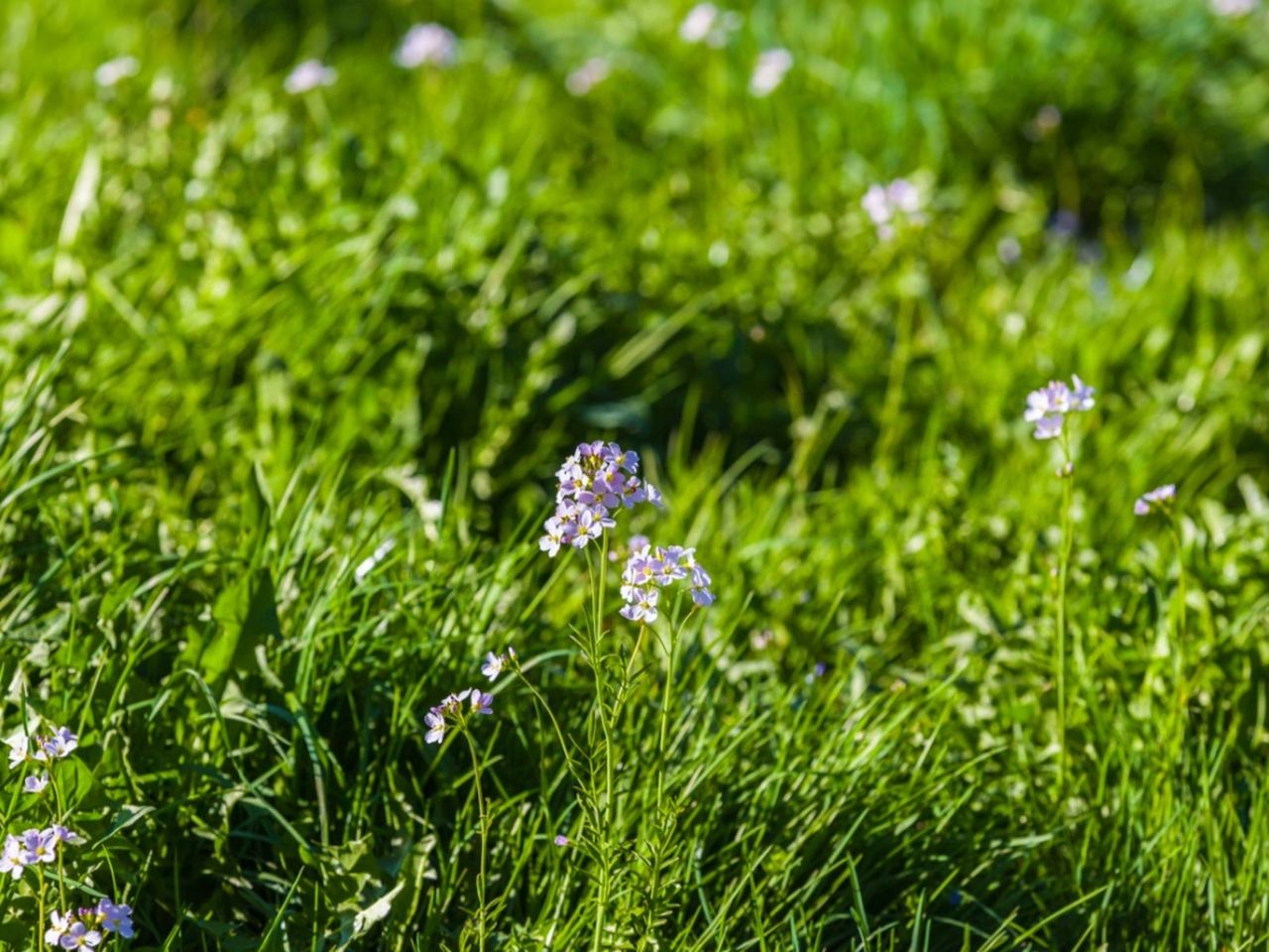 Blue Eyed Wildflower Grass