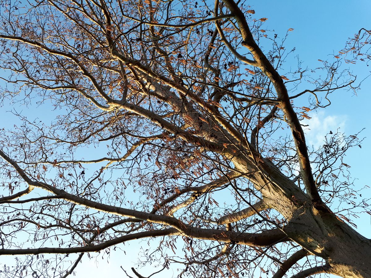 Here&rsquo;s a good example of the Galaxy A5&rsquo;s minor league purple fringing, visible around the smaller branches/twigs. It doesn&rsquo;t ruin the photo, though.