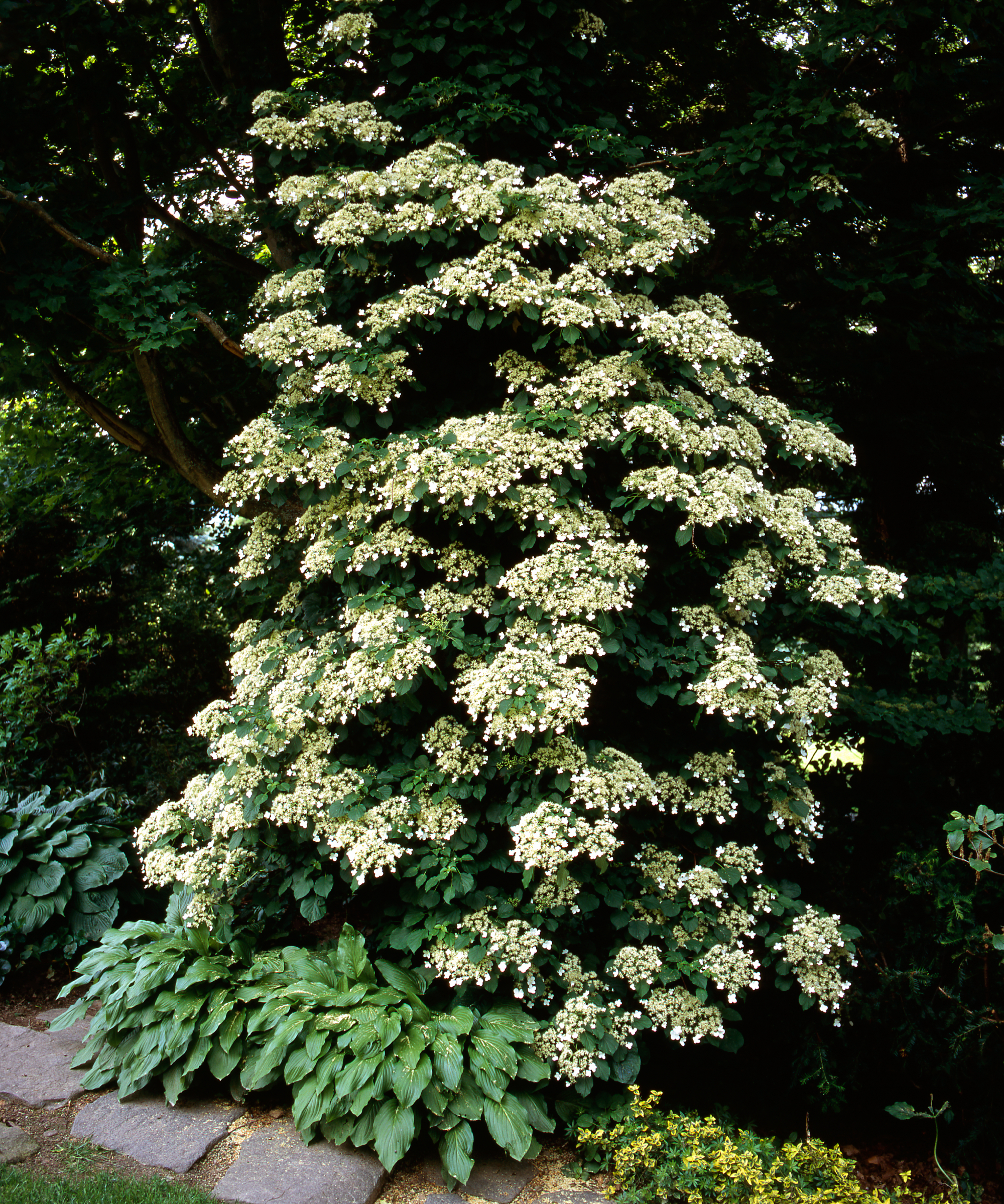 Huge climbing hydrangea in a garden
