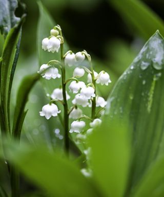 Lily of the valley