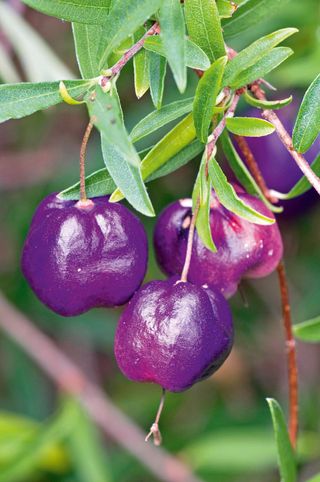 climbing plant