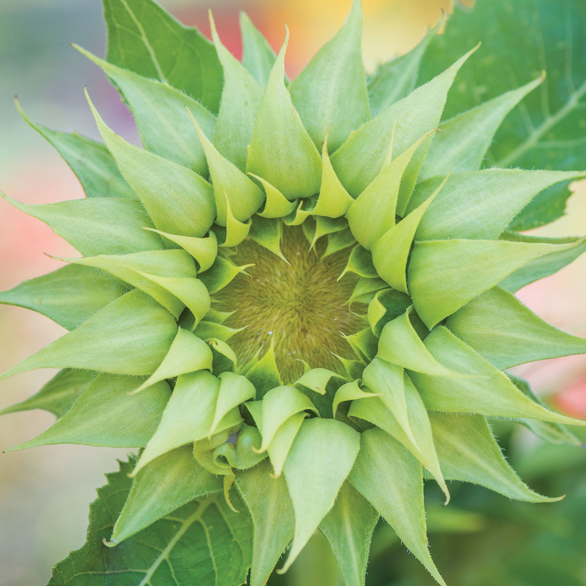 Sun-Fill Green Sunflower Seeds