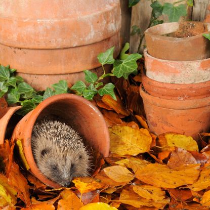 autumn garden with hedgehog and pots