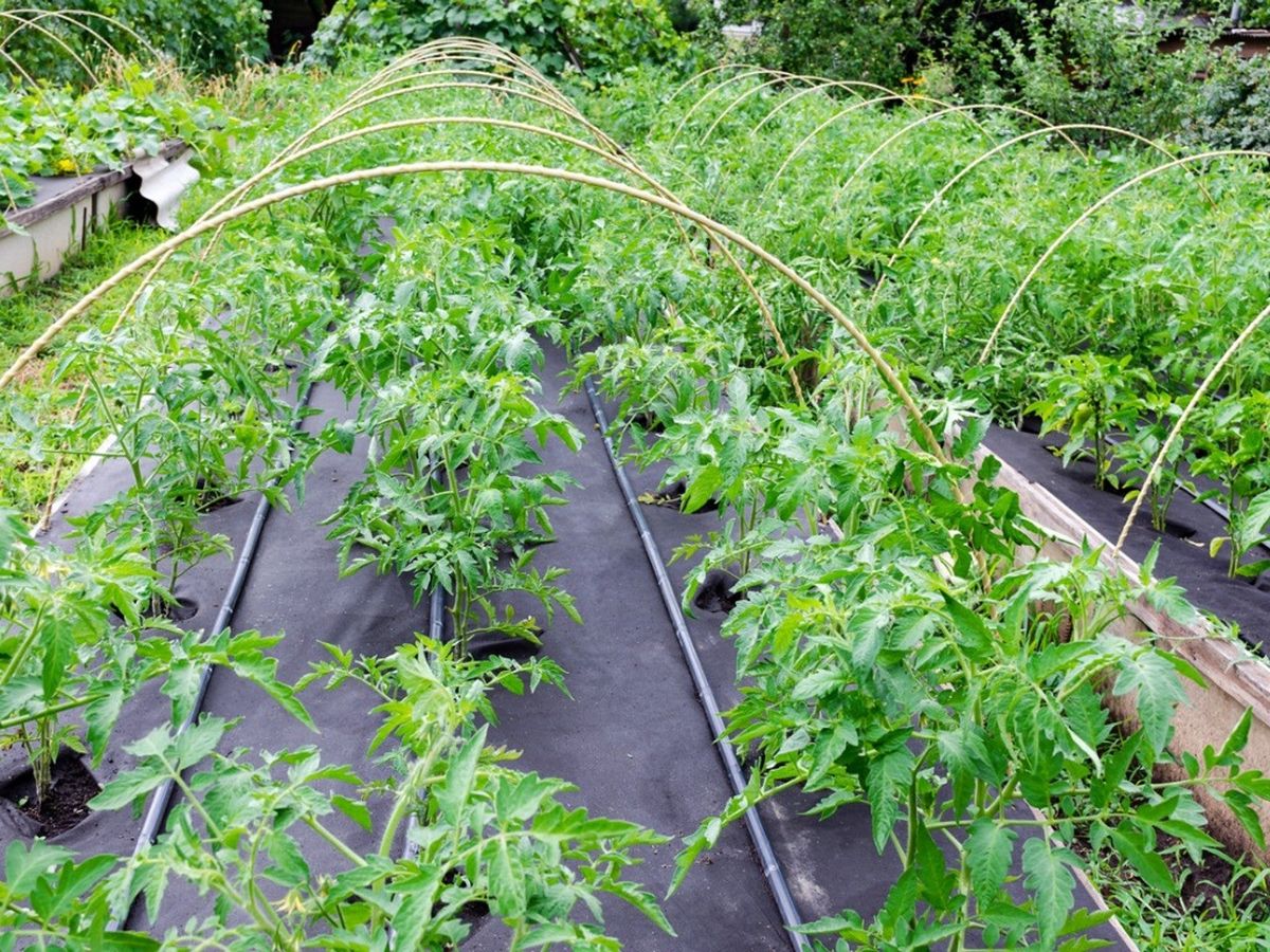 How To Use Landscape Fabric In Vegetable Garden Beds Gardening Know How