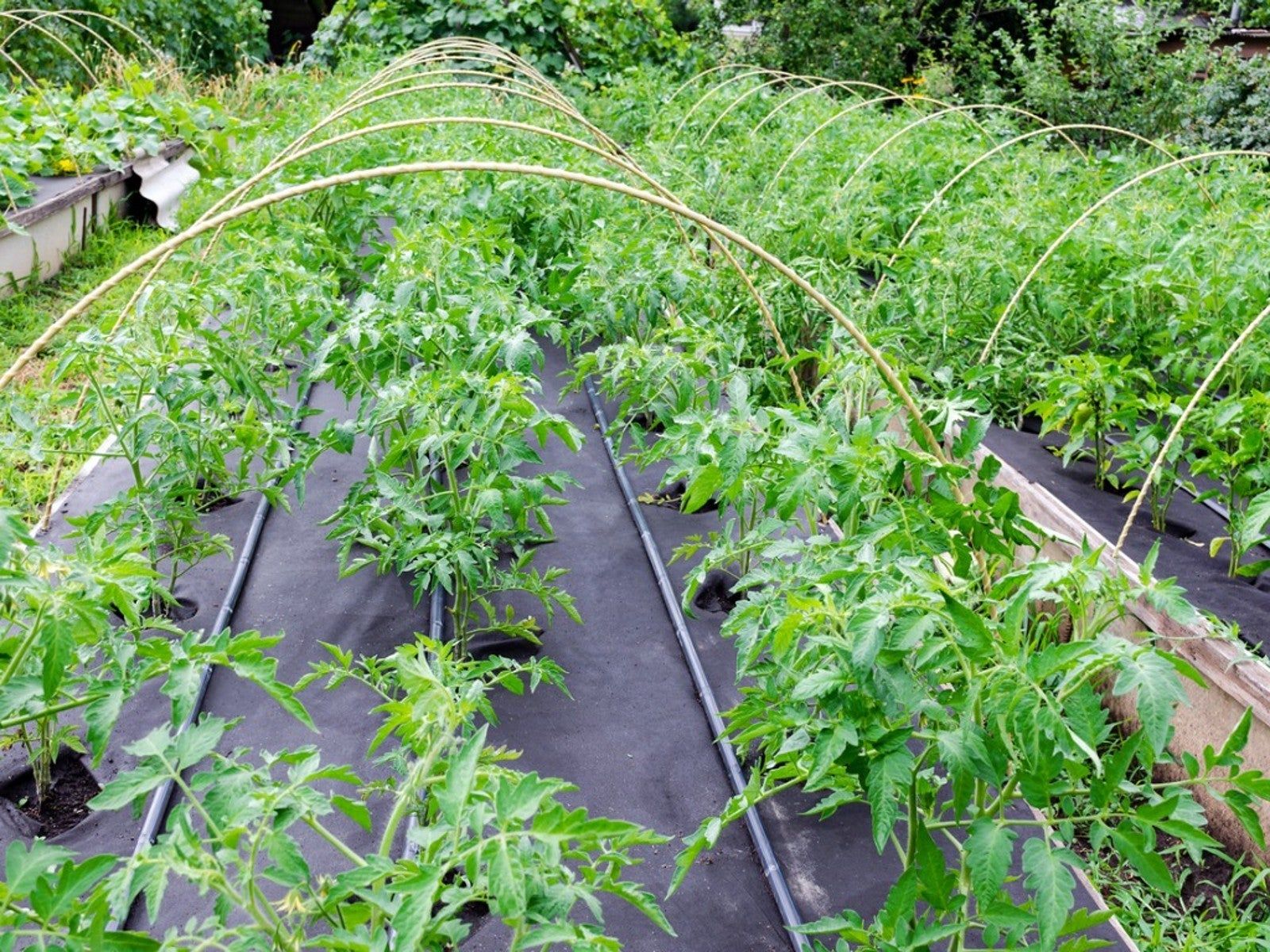 How To Use Landscape Fabric In Vegetable Garden Beds | Gardening Know How