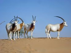 Four scimitar-horned oryx stand in the sand in Abu Dhabi