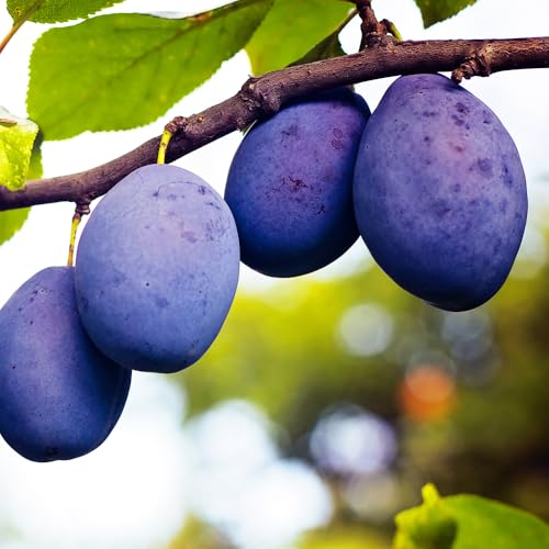 Damson Plum Tree, Traditional European Plum With Tart, Rich Flavor Ideal for Preserves, 3-4 Ft Tree Height, 7 Gal. Grower Pot (due to Agricultural Laws, We Cannot Ship to Ca, Az, Ak, or Hi)