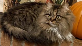 Fluffy ragamuffin cat with ruff