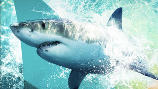 Great White shark in blue splashy water for Sharkfest 2026 on NatGeo