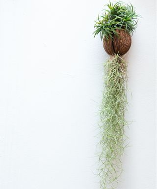 Air plant spanish moss