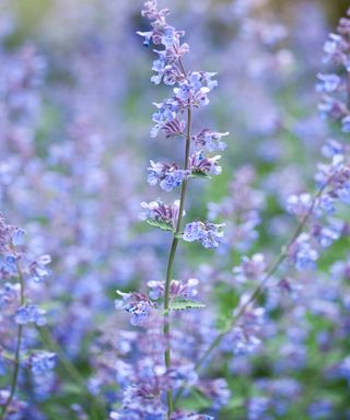 A blue and purple Catnip Nepeta cataria plant with small flowers on it and dark green stems