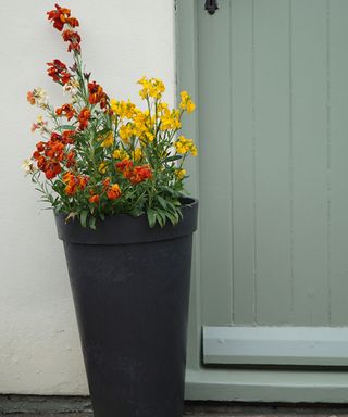container by Elho planted up with spring wallflowers