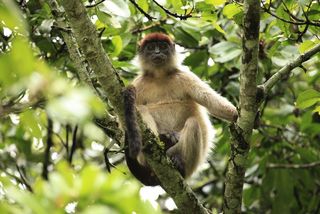 Red Colobus monkey in Uganda