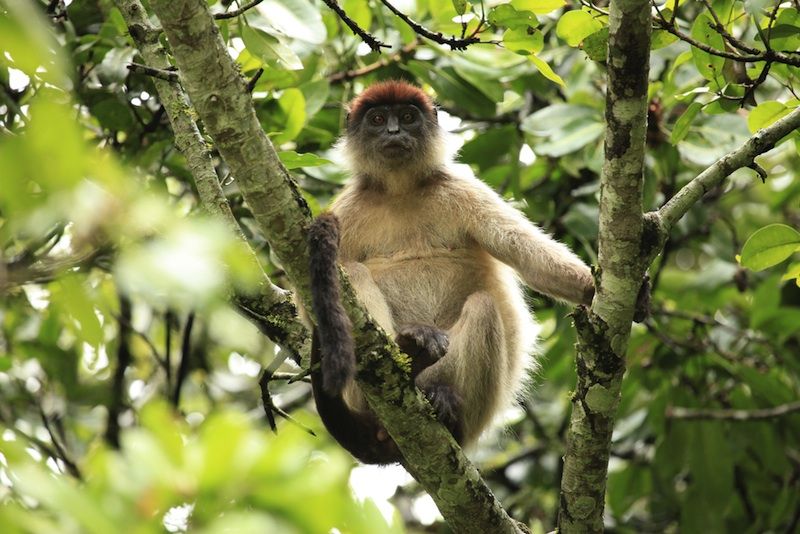 Red Colobus monkey in Uganda