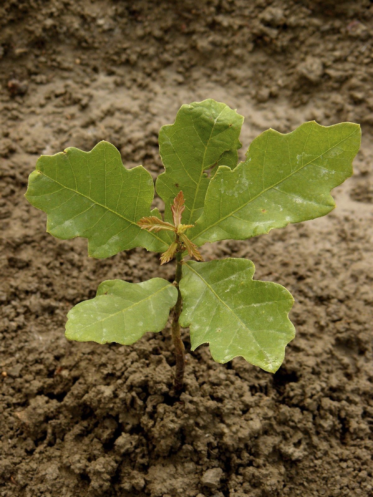 Oak Tree Care: Planting Oak Tree Seedlings And Acorns In The Landscape