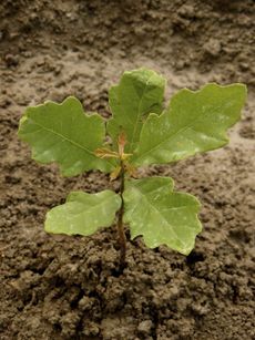 Oak Tree Seedling