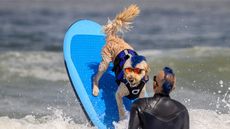 Kentucky Gallahue and his goldendoodle Derby compete during the World Dog Surfing Championships