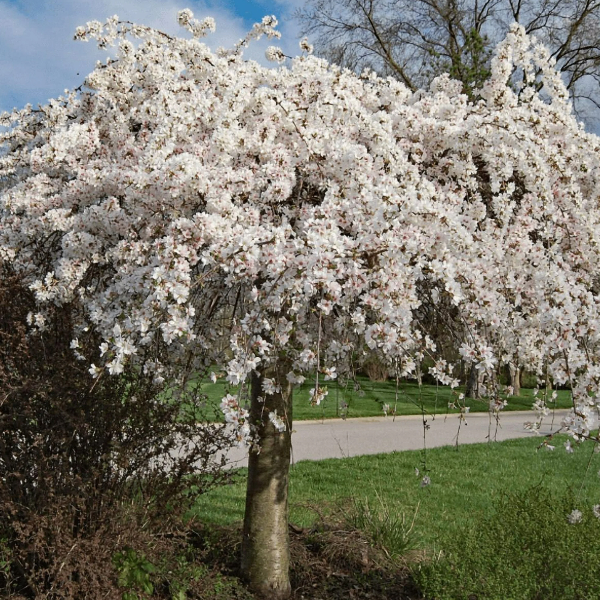 Weeping Cherry Tree from Walmart