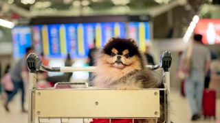 Dog in trolley at airport