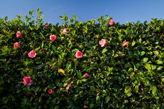 pink camellia hedge in bloom