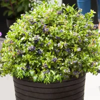 Blueberry&nbsp;'BerryBux' | £9.99 at Crocus