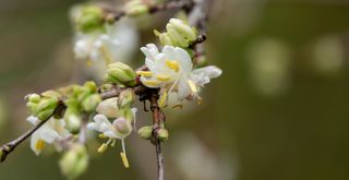 Winter flowering honeysuckle