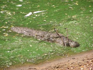 A well-camouflaged mugger crocodile displays sticks to lure prey, in India. 