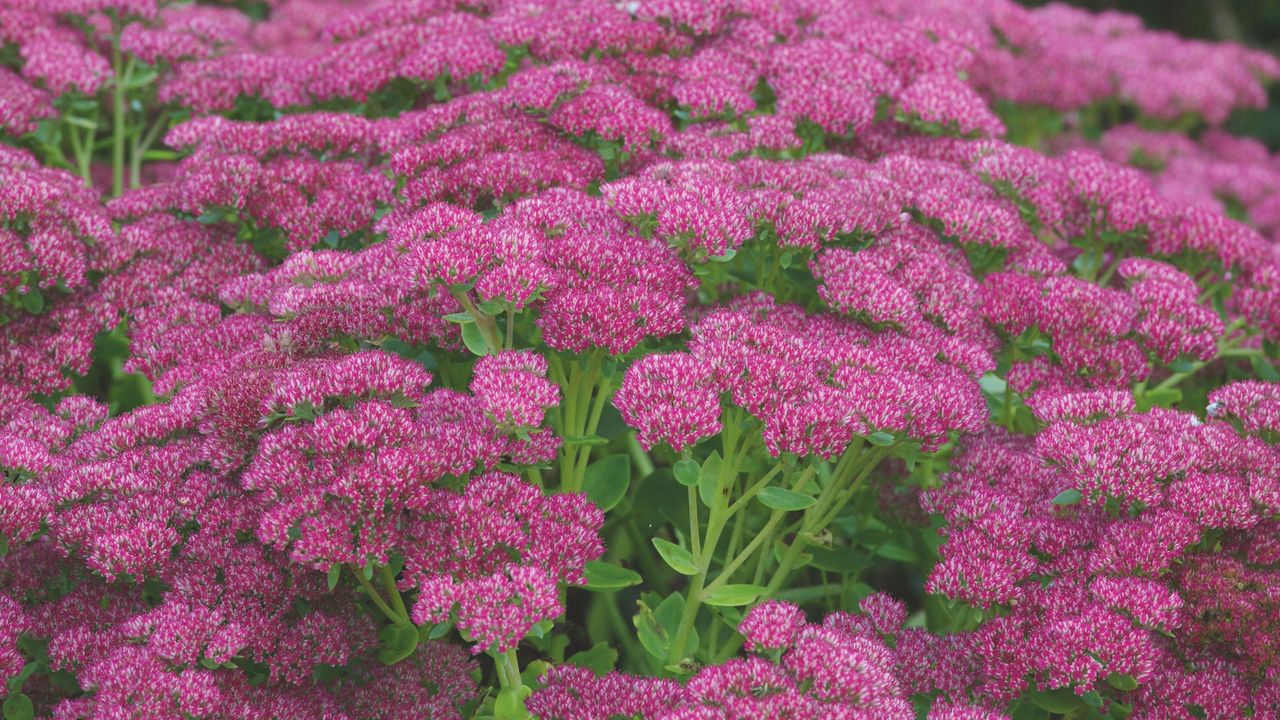 Pink flowering sedums