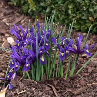 Miniature irises blooming in March