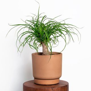 greendigs ponytail houseplant