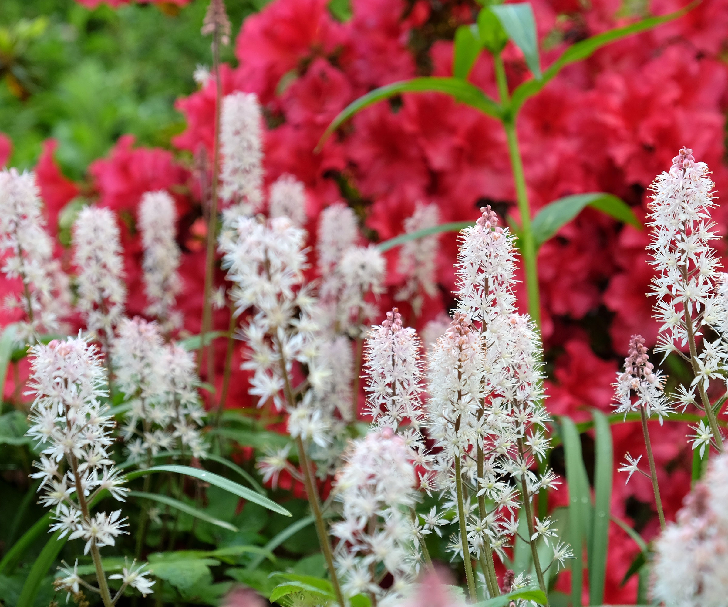 pale pink foamflowers in border with red floral background