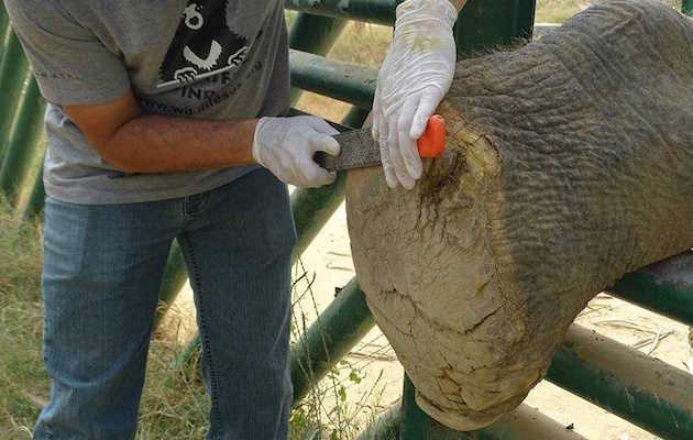 elephant2