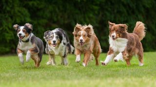 Two Border Collies and two Australian Shepherds running across the grass
