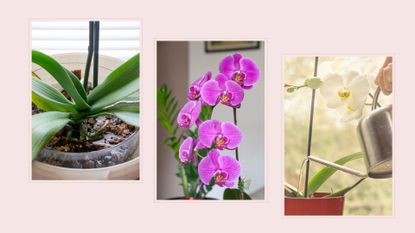  composite of three orchid pictures