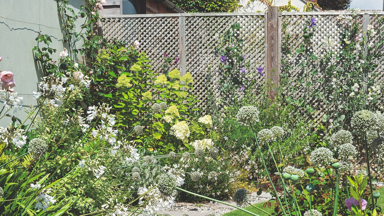 A blooming garden with a trellis fence