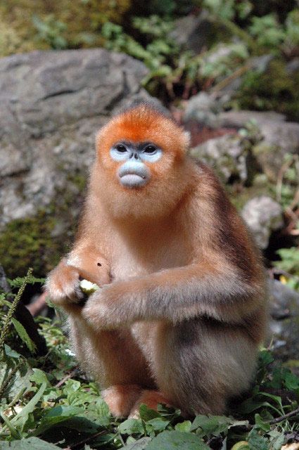 In Photos: Expedition Everest Reveals Amazing Wildlife | Live Science