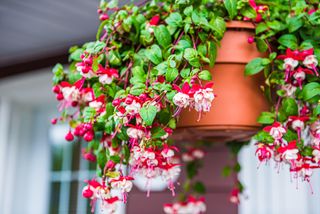 A hanging basket with pink fuchsia flowers