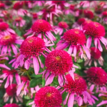 Double Scoop Bubblegum Coneflower Live Plant &amp;ndash; Echinacea Purpurea &amp;ndash; Bright Pink Double Flowers &amp;ndash; Hardy Pollinator Perennial &amp;ndash; Butterfly Garden Flower &amp;ndash; 2.5 Inch Pot