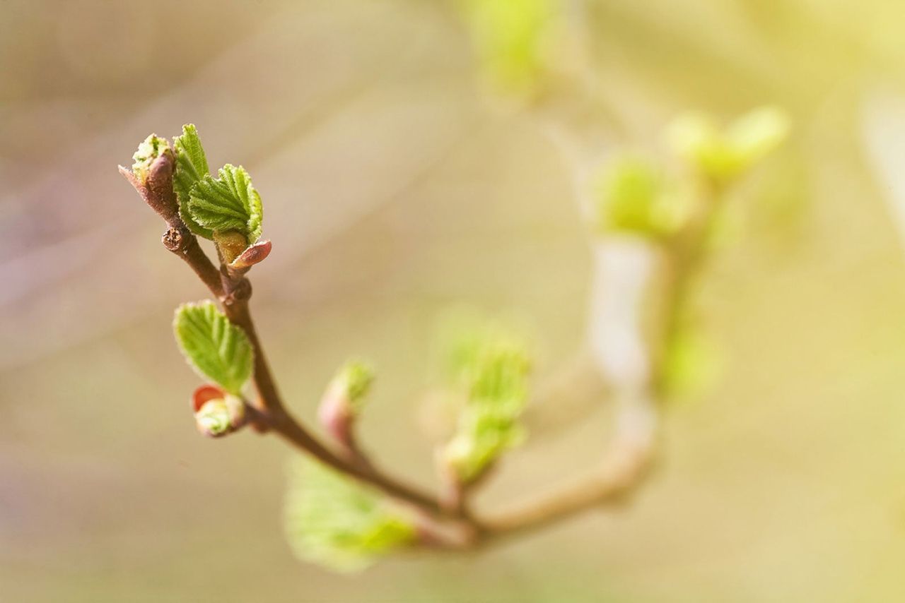 Budding Plant