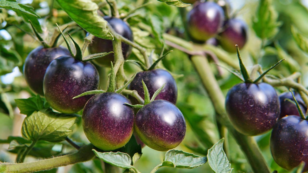 purple tomatoes fruiting on stems