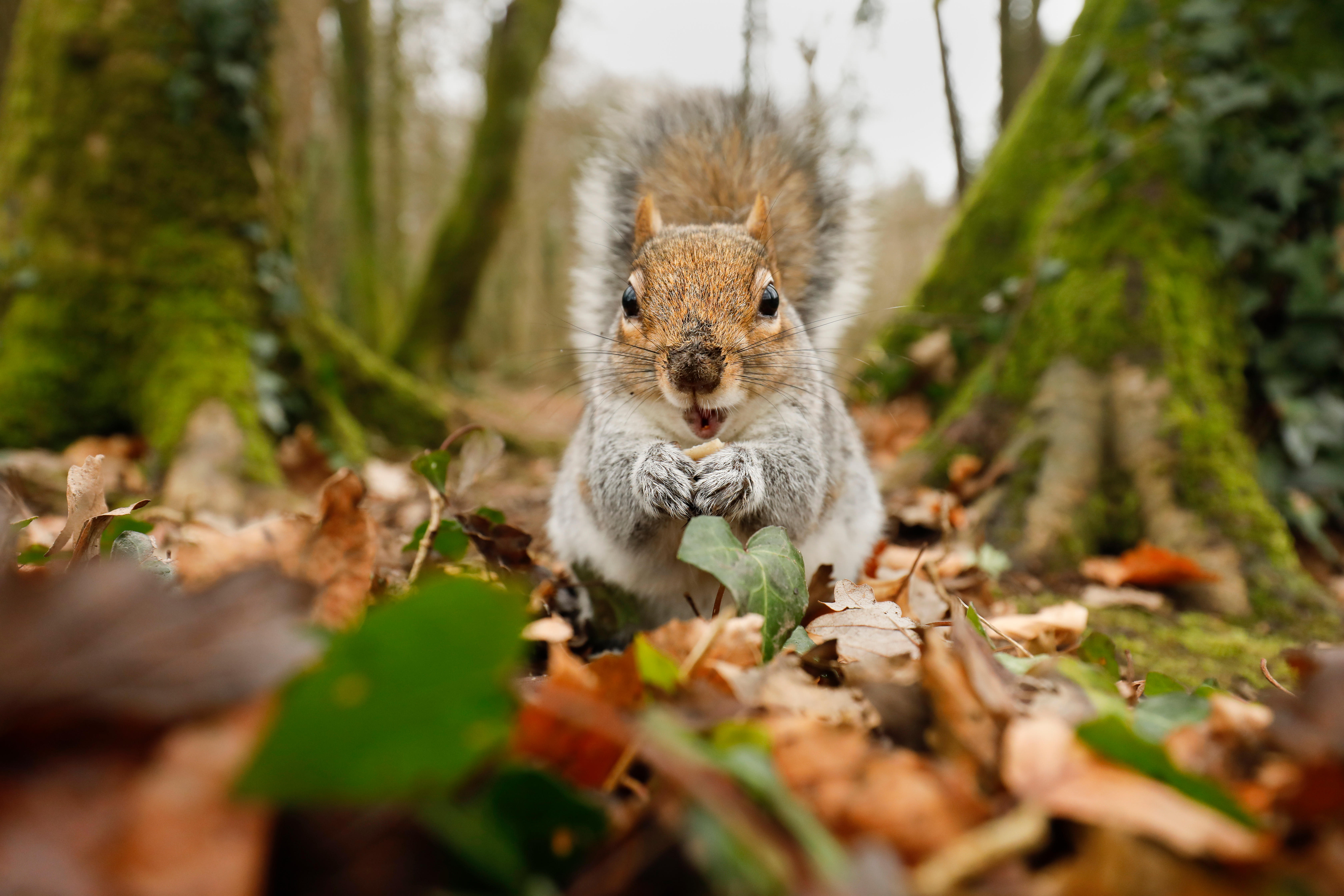 Grey squirrels are bigger and stronger than the reds and force them out of most British habitats