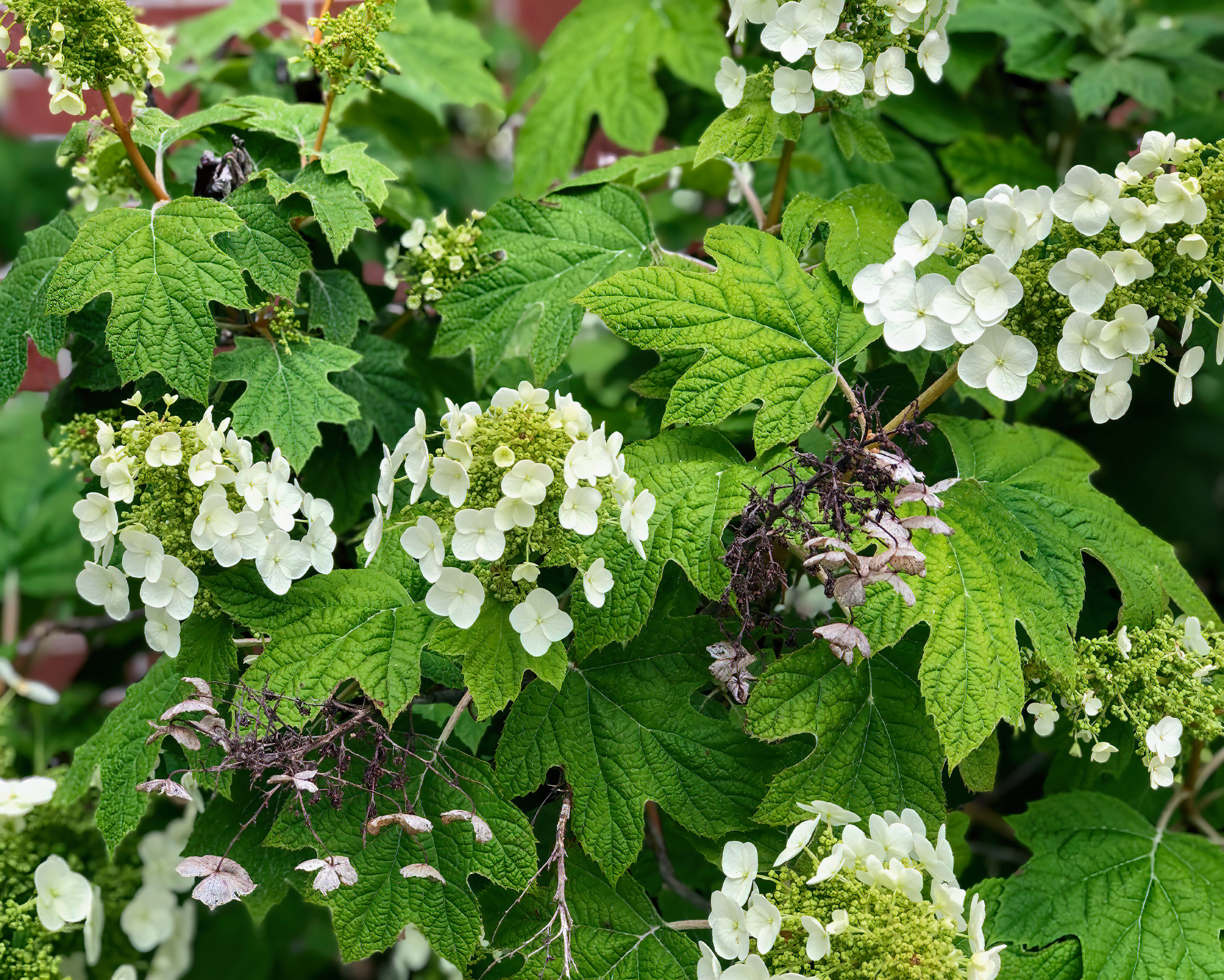 Oakleaf hydrangea with new and faded blooms