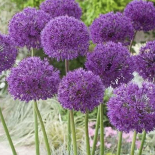 purple alliums in bloom