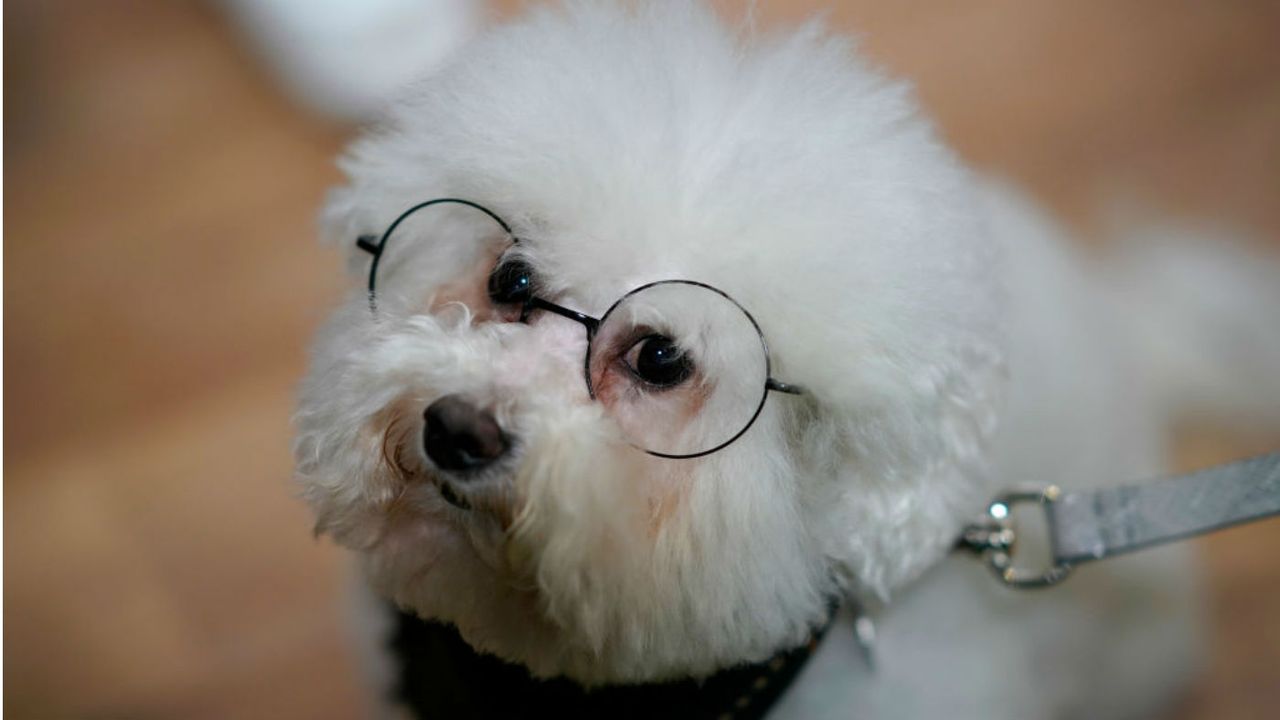 Crufts