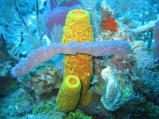 Another form of life: sponges. The variety of sponges seen here includes the yellow tube sponge (Aplysina fistularis), the purple vase sponge (Niphates digitalis), the red encrusting sponge (Spiratrella coccinea) and the gray rope sponge (Callyspongia).