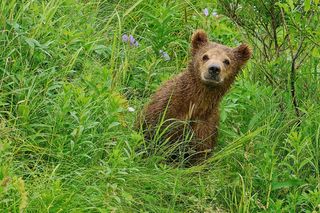 Picture of a bear cub in the grass