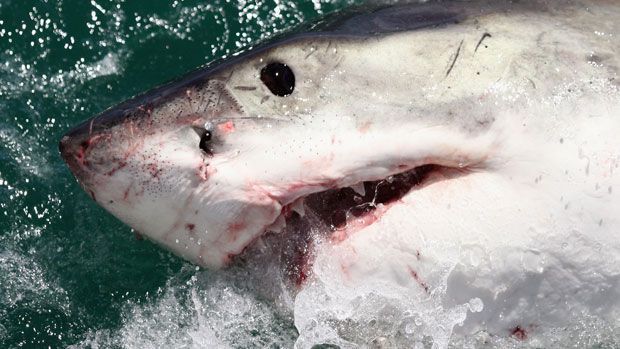 A Great White Shark in South Africa