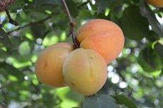 Three Apricots on Tree
